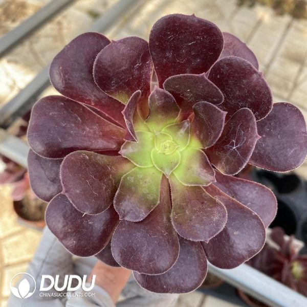 onsale186.jpeg Aeonium Dutch Round Leaves - Image 1