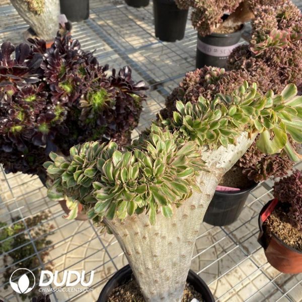 Aeonium Undulatum Cristata - Image 1