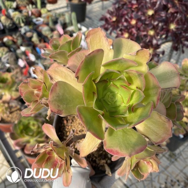 Aeonium Athena - Image 1