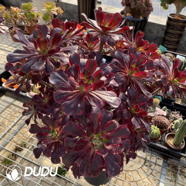 onsale189.jpeg Aeonium Lina - Image 1