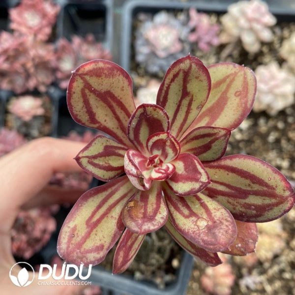 Echeveria nodulosa - Image 1