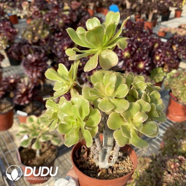 Aeonium Ni Tang - Image 1