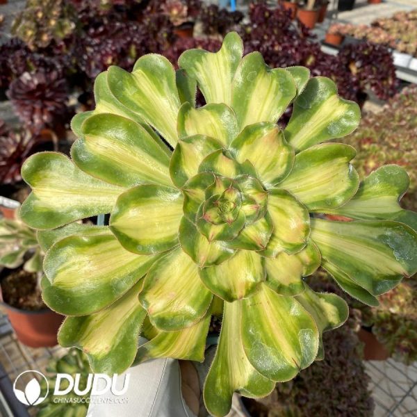 onsale191.jpeg Aeonium Tyrant - Image 1