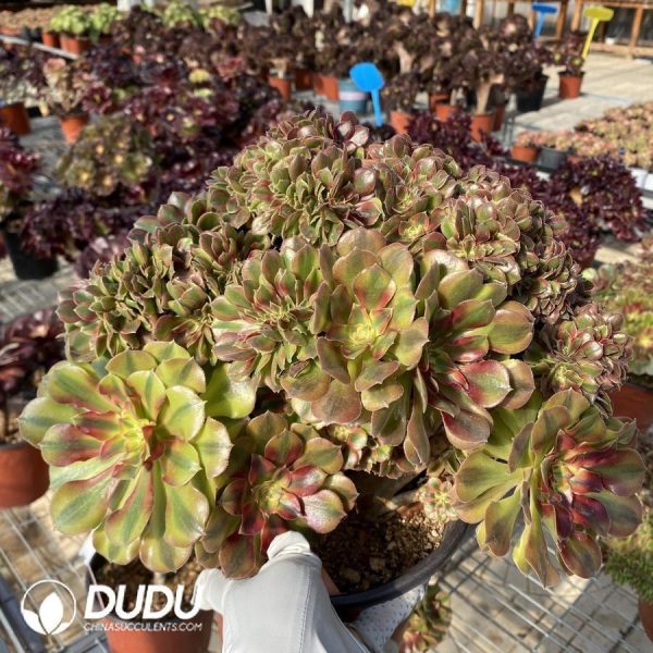 Aeonium Red Sleeve - Image 1