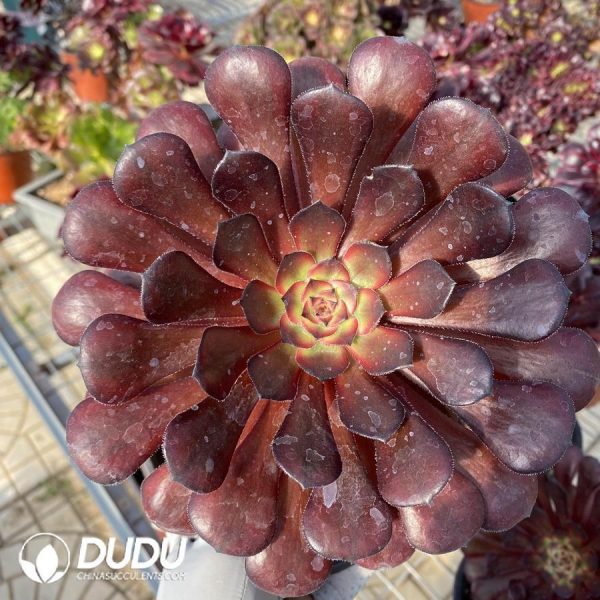 onsale193.jpeg Aeonium Dark Goddess - Image 1