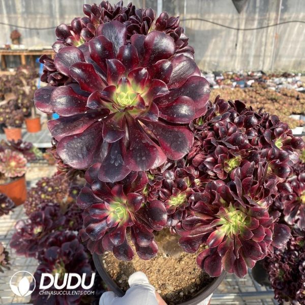 onsale194.jpeg Aeonium Medusa Cristata - Image 1