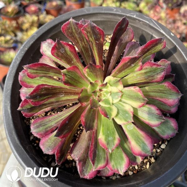 Aeonium Straight Flush - Image 1