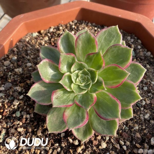 Aeonium Kaleidoscope - Image 1