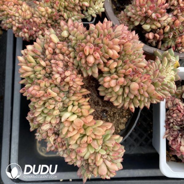 Echeveria Fendi Cristata - Image 1