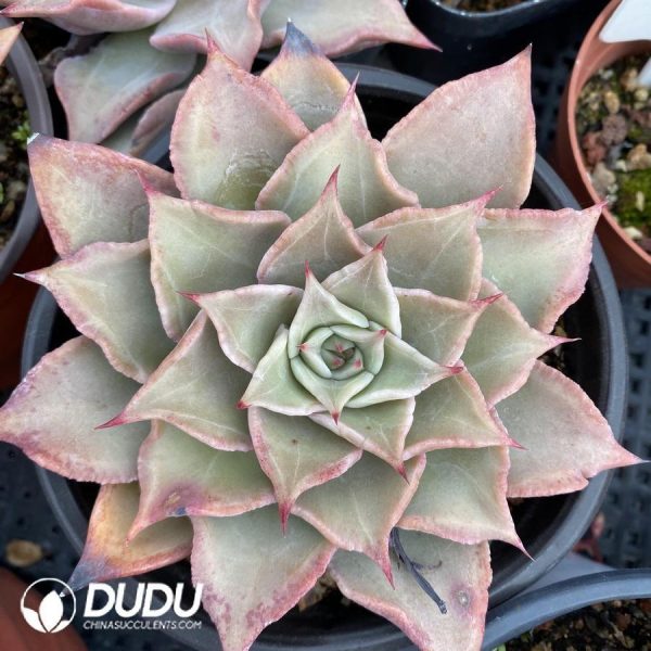 Echeveria Madiba - Image 1