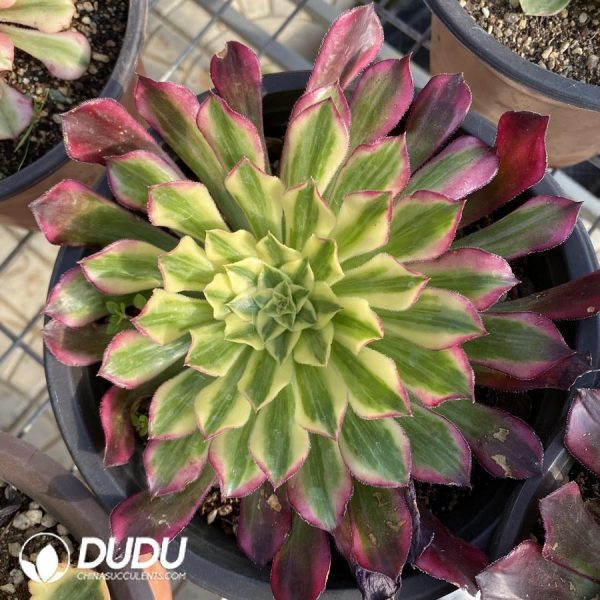 Aeonium Tian He - Image 1