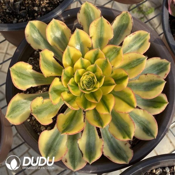onsale202.jpeg Aeonium Sun God - Image 1