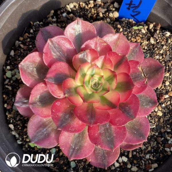 Aeonium Litchi - Image 1