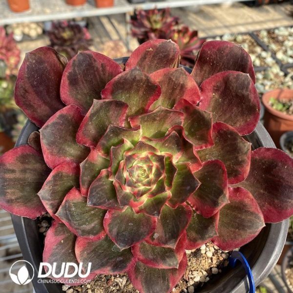onsale204.jpeg Aeonium Charming Golden Nafu - Image 1