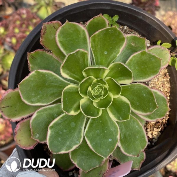 onsale205.jpeg Aeonium Big Rose Variegated - Image 1