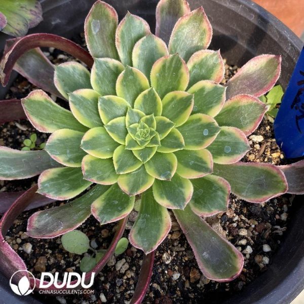 onsale206.jpeg Aeonium Sunglow - Image 1