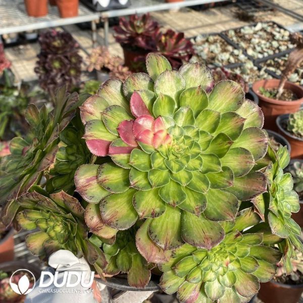 Aeonium Zhifou - Image 1