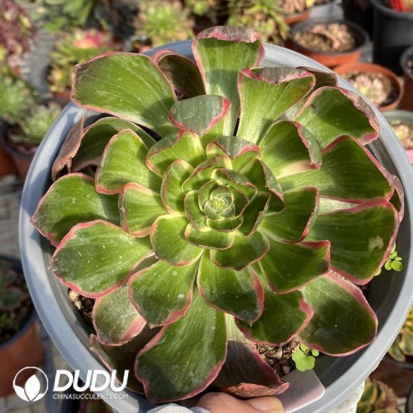 Aeonium Eye of Demon - Image 1