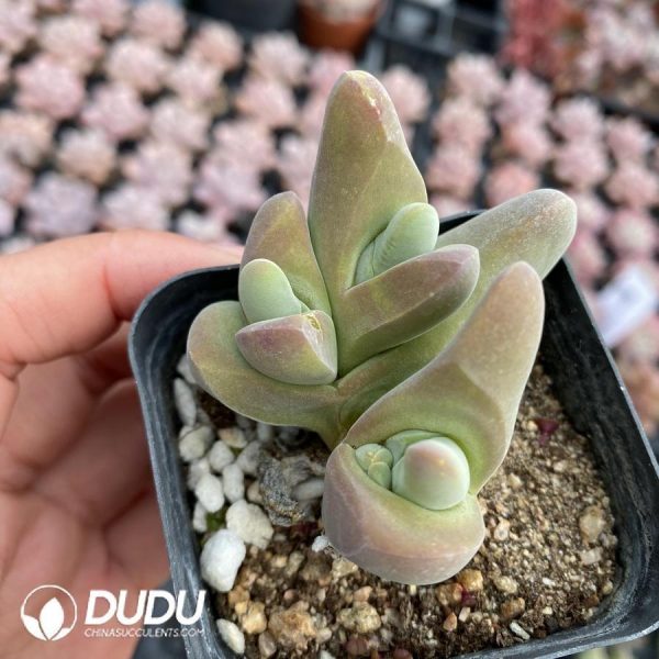 Gibbaeum shandii - Image 1