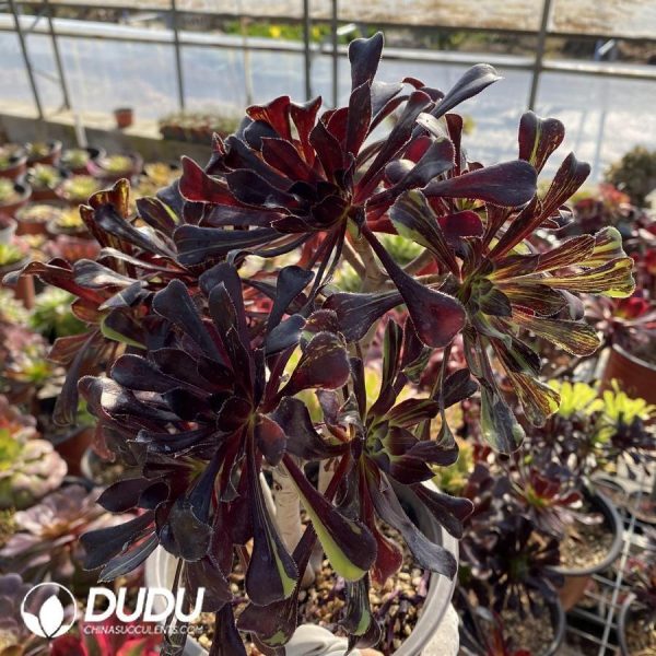 onsale210.jpeg Aeonium Ink painting Cutting Clustering - Image 1