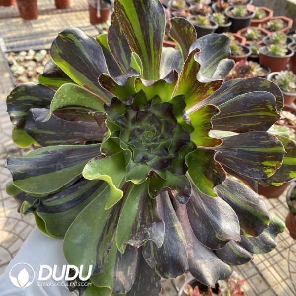 Aeonium Voo Doo Silky Variegated - Image 1