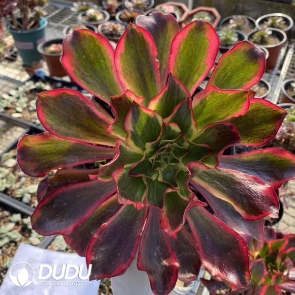 onsale212.jpeg Aeonium Phantom - Image 1