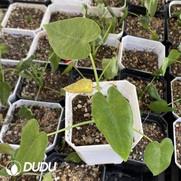 Alocasia odora Orkinawa Silver - Image 1