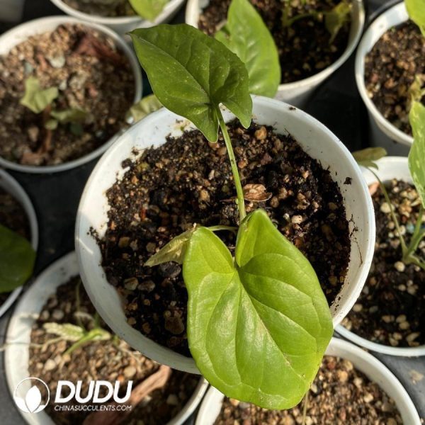 Syngonium Mojito - Image 1