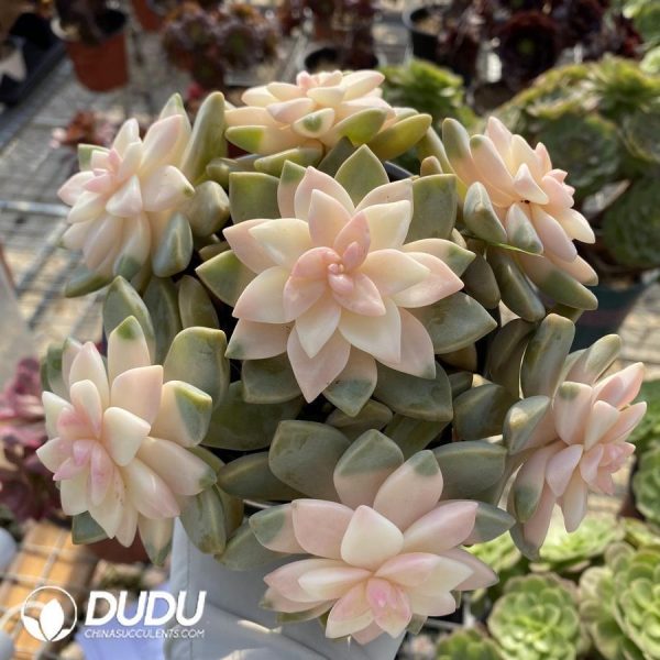 onsale215.jpeg Graptopetalum Victor Kane Chemically Variegation - Image 1