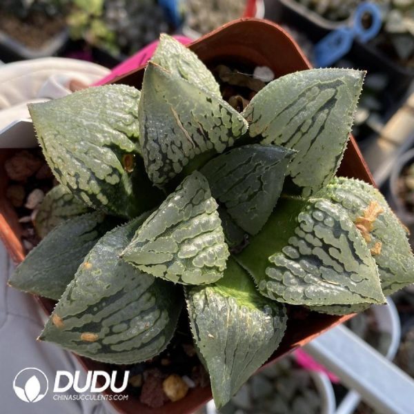 Haworthia Malili - Image 1