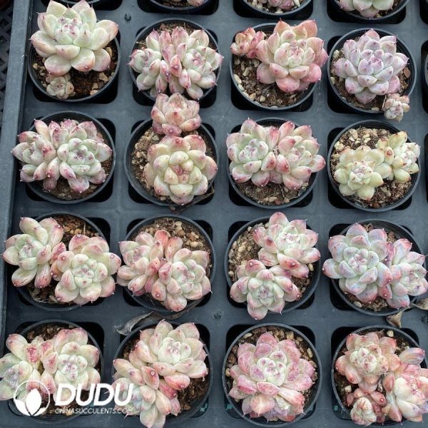 Echeveria Shih Tzu - Image 1