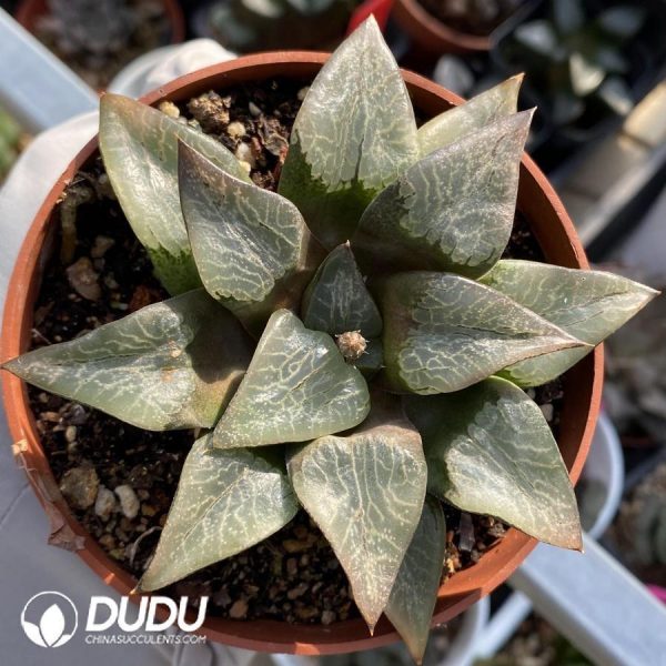 Haworthia Ura Hannya - Image 1