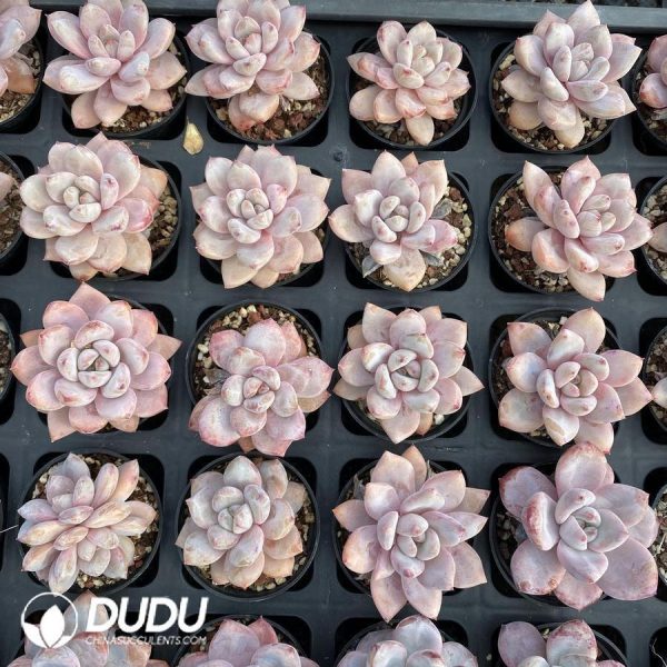 onsale23.jpeg Echeveria Star Snow - Image 1