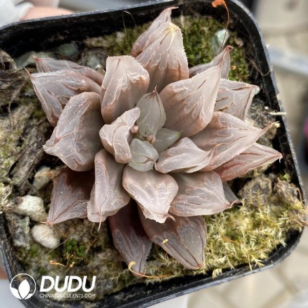 Haworthia Siaki - Image 1