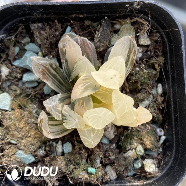 Haworthia Ground Spring Variegated - Image 1