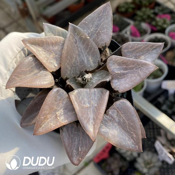 onsale234.jpeg Haworthia Koshikawa Katsu - Image 1