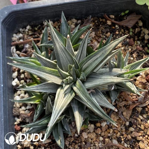 onsale239.jpeg Haworthia Ivory tower Variegated - Image 1