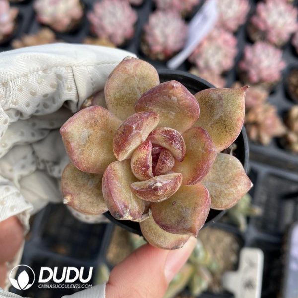 onsale24.jpeg Echeveria Fufu ye - Image 1