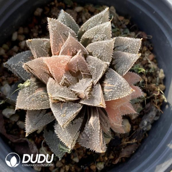 Haworthia Pubescens M.B.Bayer Variegated - Image 1