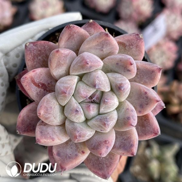 Echeveria like a dream - Image 1