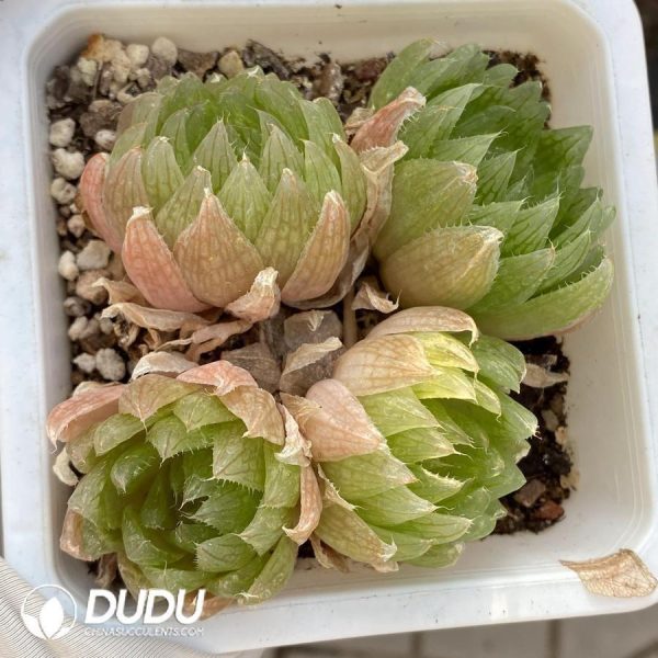 Haworthia Cooperi Var. Picturata Clustering 4 Heads - Image 1