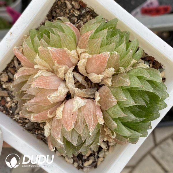 Haworthia Cooperi Var. Picturata Clustering 5 Heads - Image 1