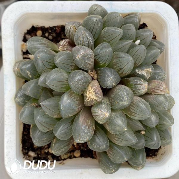 onsale259.jpeg Haworthia Cooperi Black Muscle Clustering - Image 1