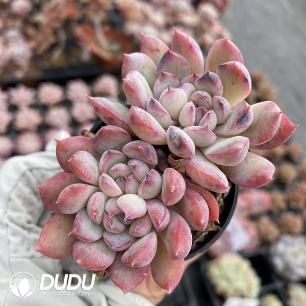 onsale26.jpeg Echeveria Hybridization - Image 1