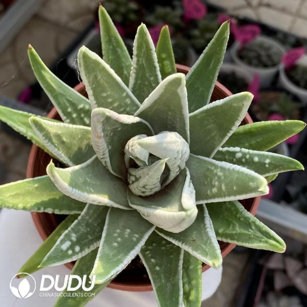 Haworthia Emperor - Image 1