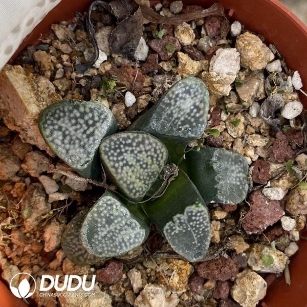 Haworthia Dot - Image 1