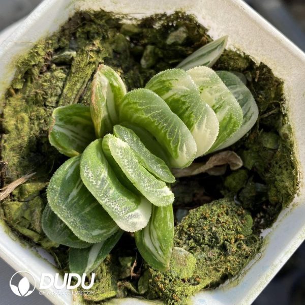 onsale268.jpeg Haworthia Truncata Variegated - Image 1