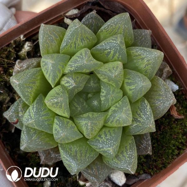 onsale269.jpeg Haworthia Snow - Image 1