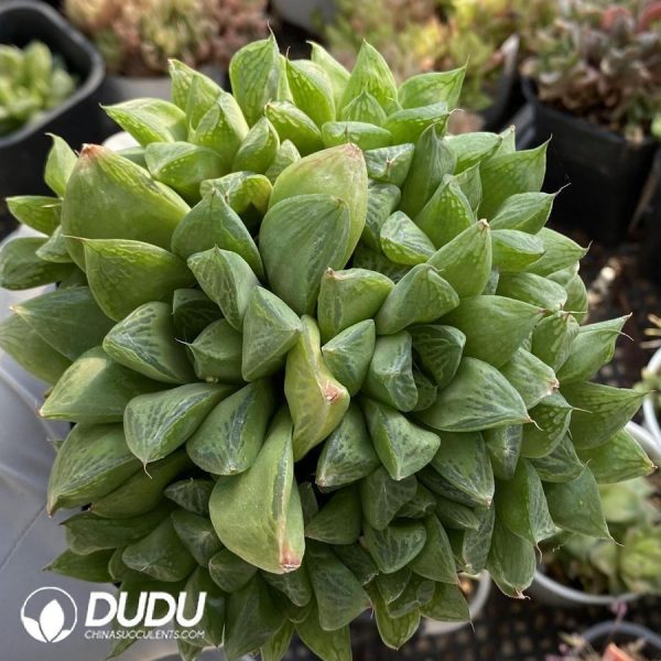 Haworthia Baocao - Image 1