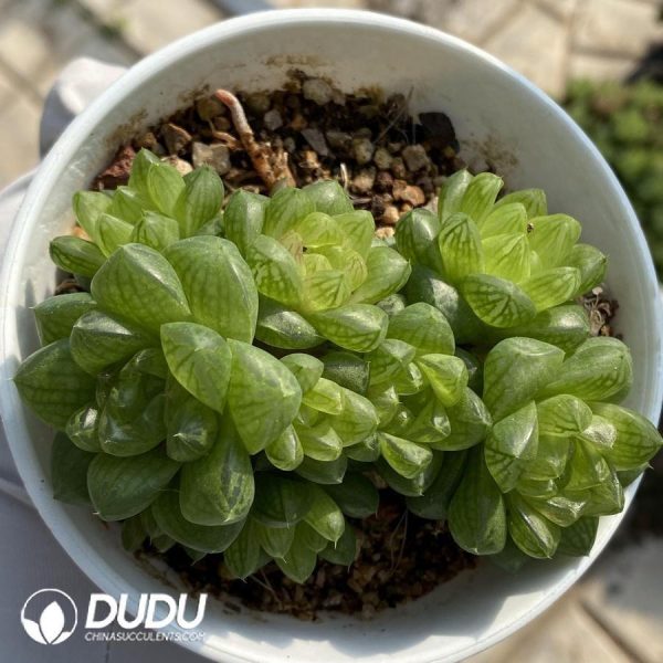Haworthia Obtusa Clustering - Image 1